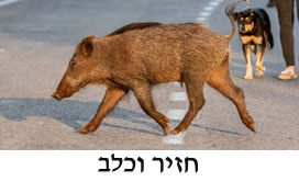 boar&dog