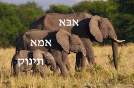 three elephants